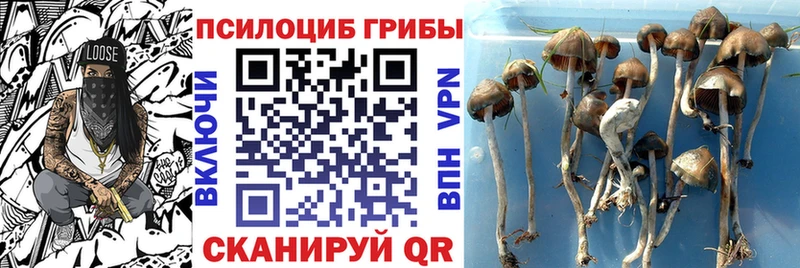 Галлюциногенные грибы MAGIC MUSHROOMS  где найти наркотики  Тамбов 